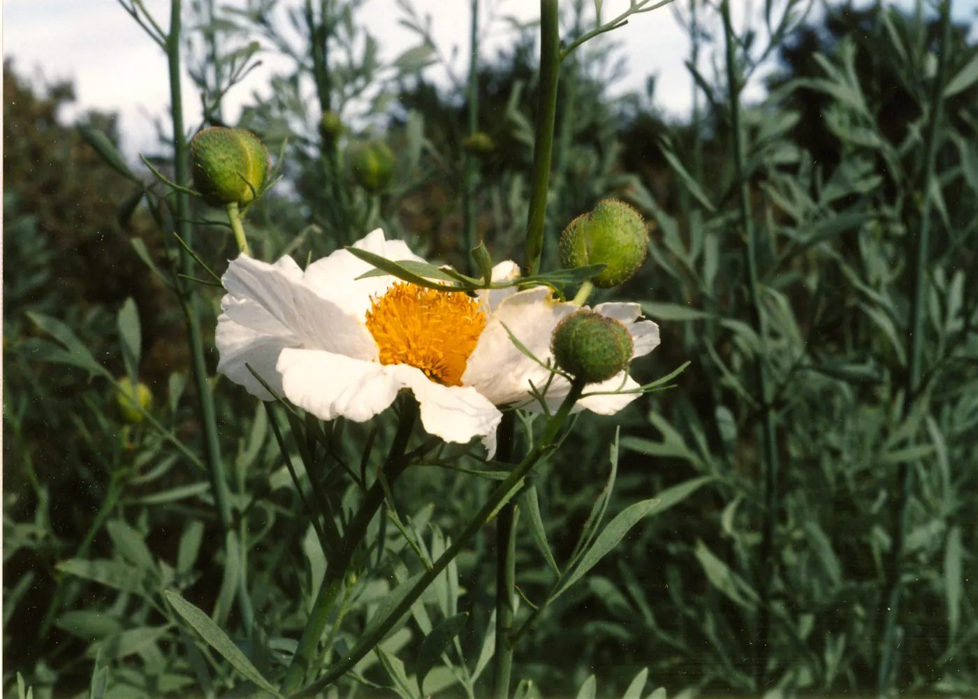 Romneya coulteri