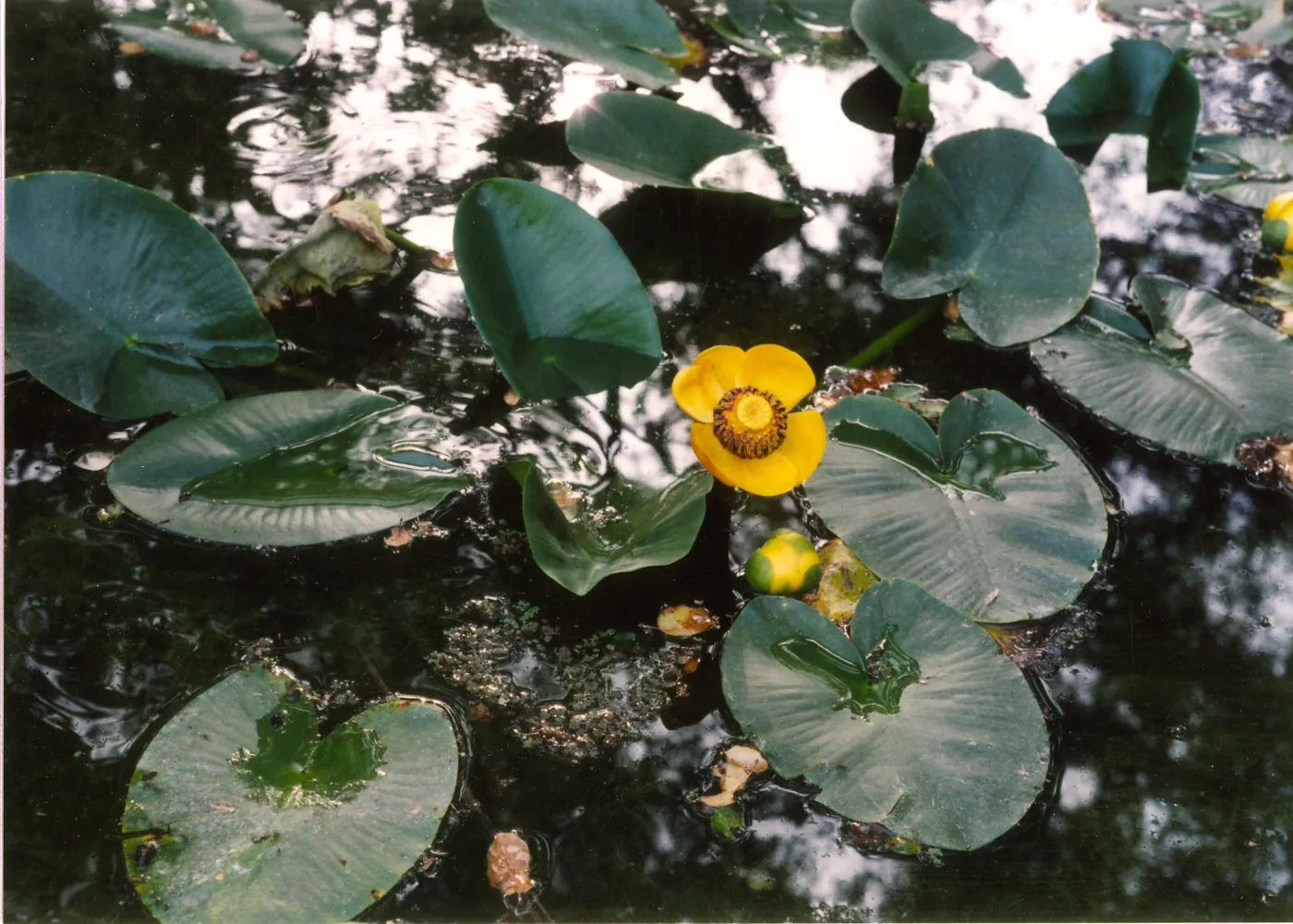 Nuphar, pond