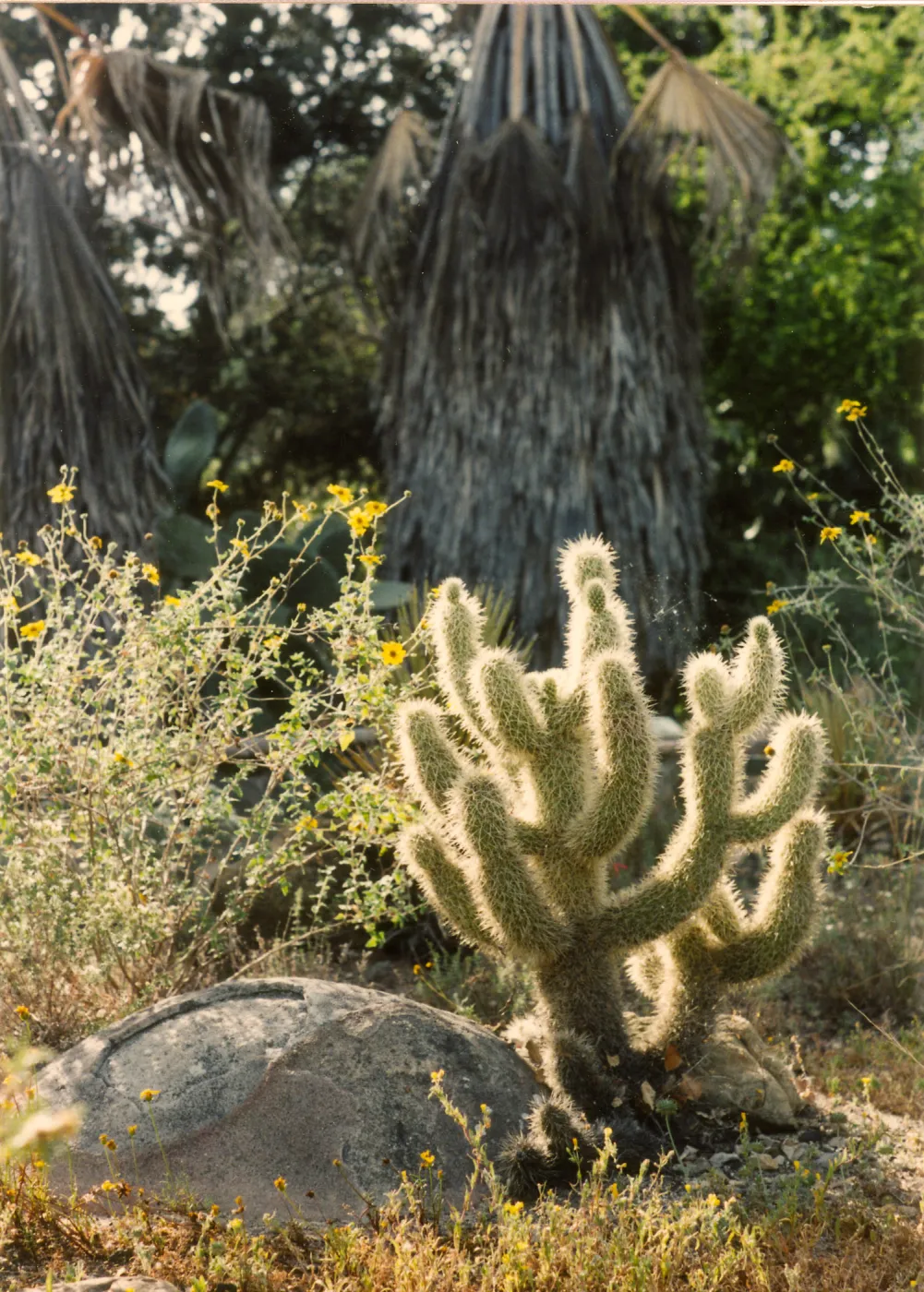 Opuntia biglovii, Desert Section