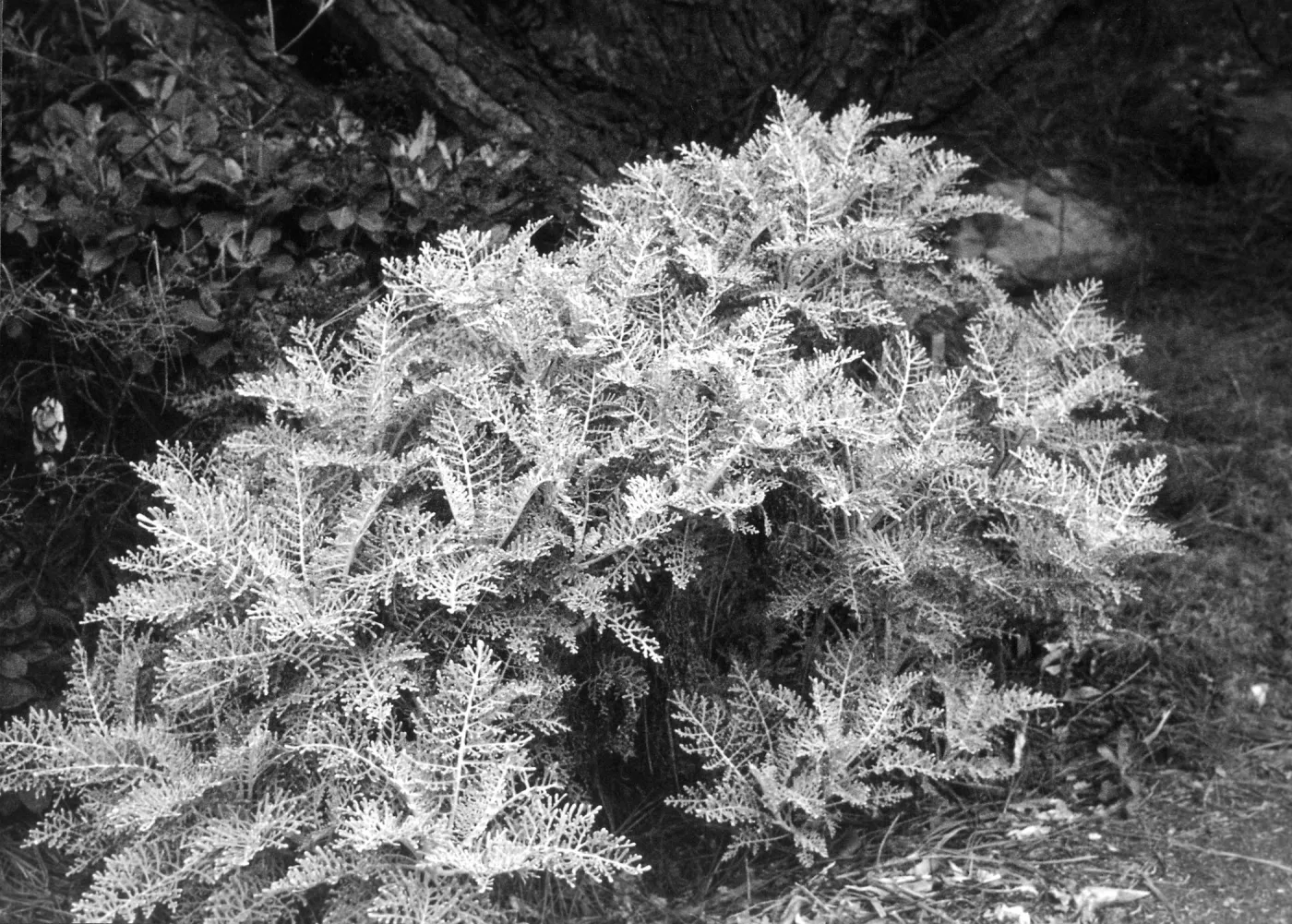 2014 AAM Accreditation Self-Study Documentation: Eriophyllum nevinii (silver-lace)