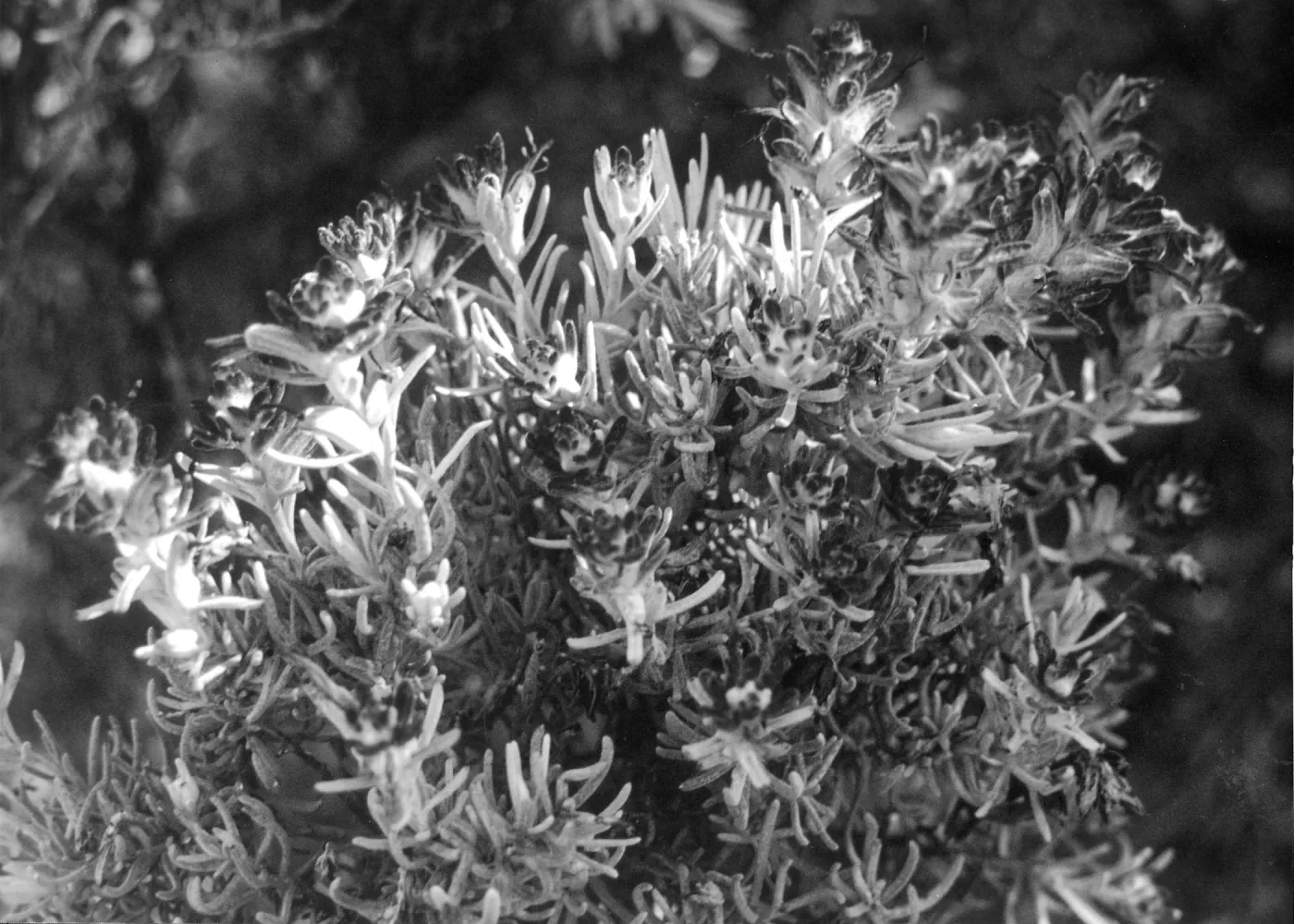 2014 AAM Accreditation Self-Study Documentation: Castilleja lanata subsp. hololeuca (white-felted Indian paintbrush)
