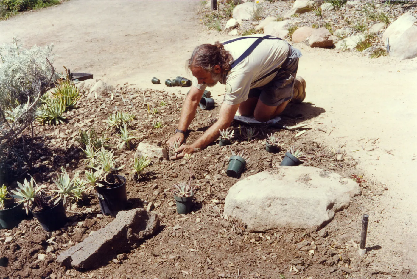 Planting of the Dudleya display, Geege Ostroff, Spring 1993