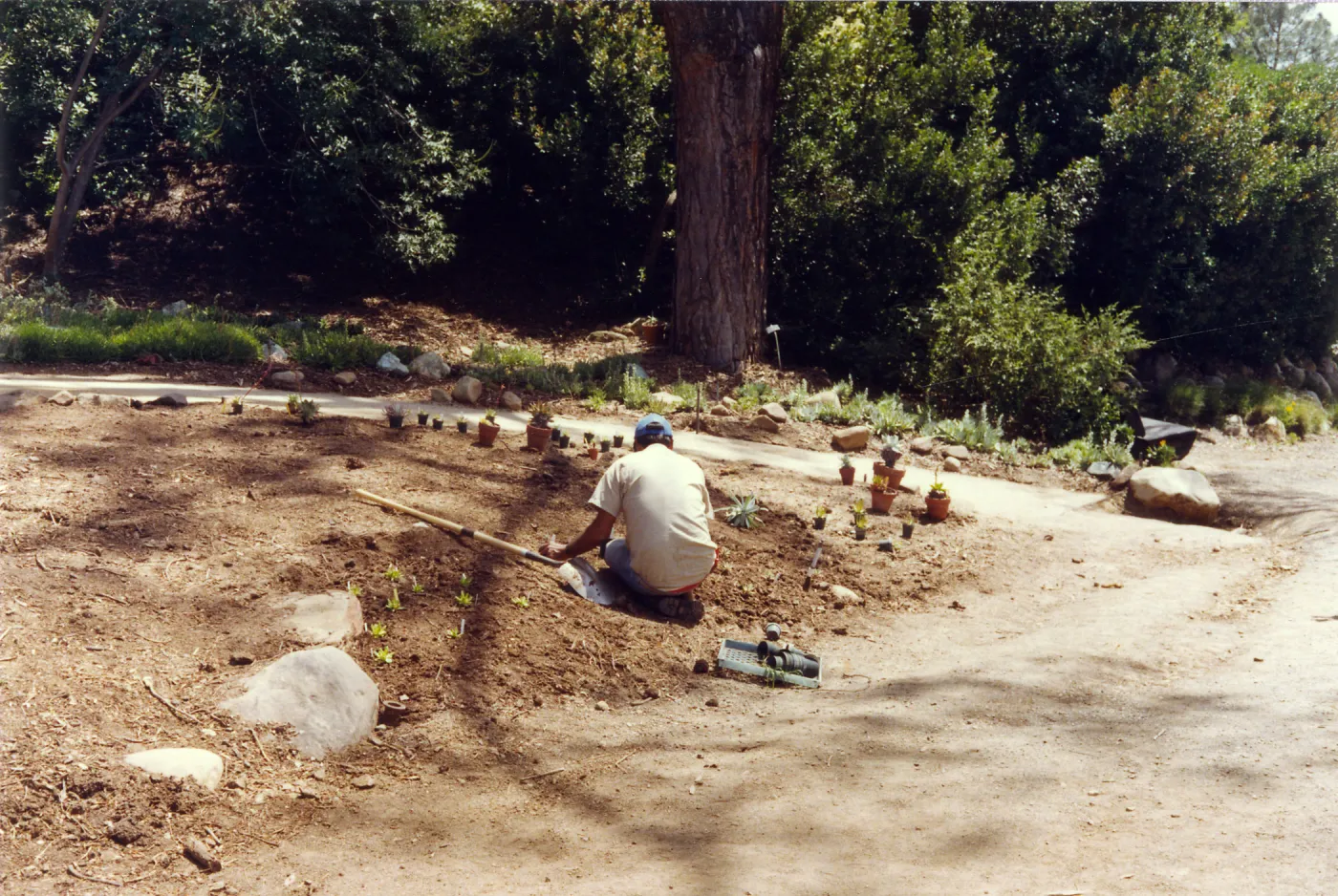 Planting of the Dudleya display, Manuel Gonzalez
