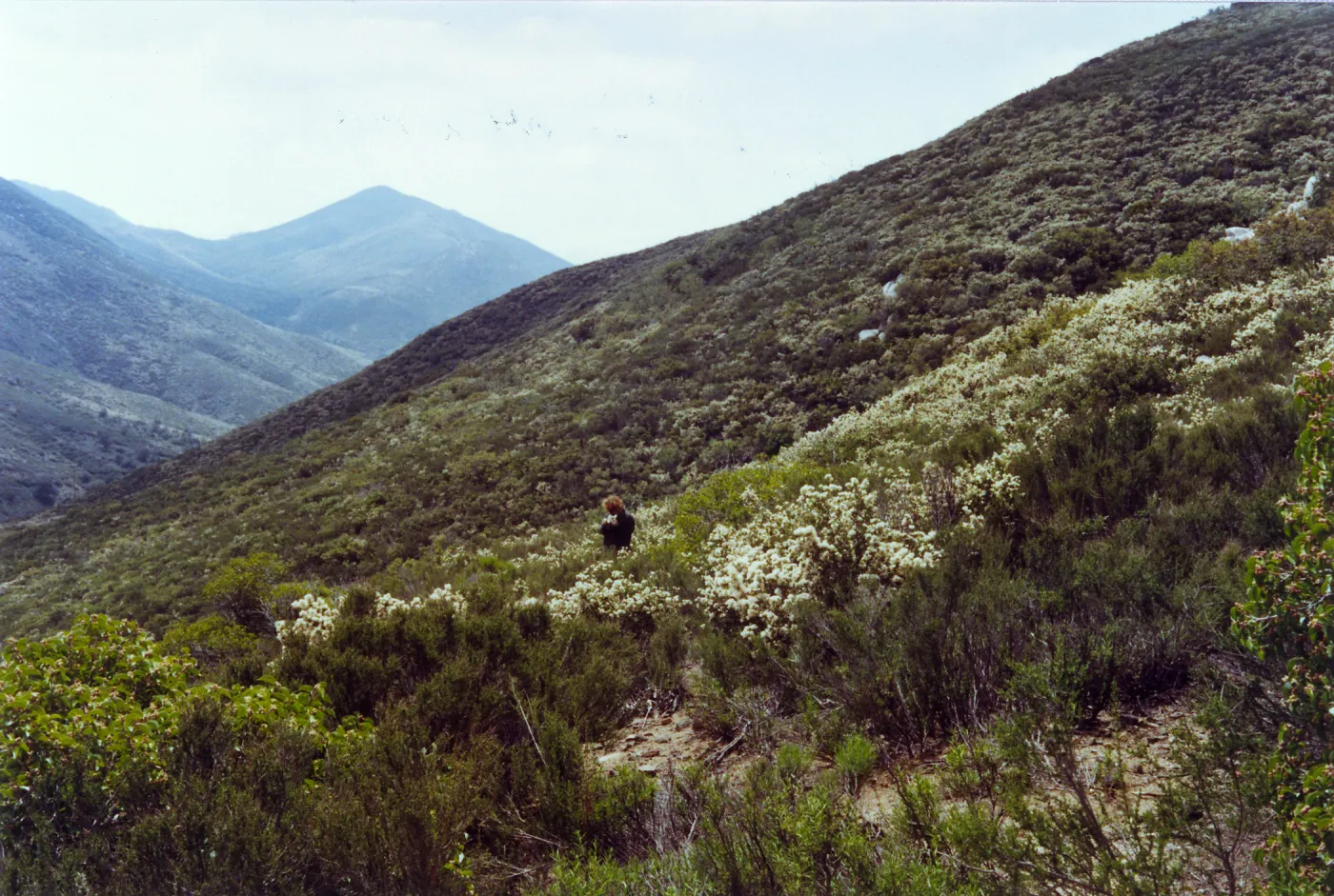 Trip to Otay Mountain, Laguna Mountains, San Diego County, Betsy Collins