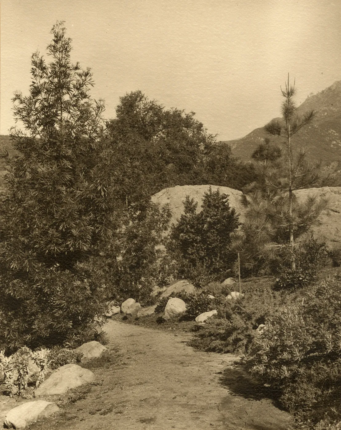 View looking north in the Botanic Garden, with pines on Cathedral Peak visible in the right background.