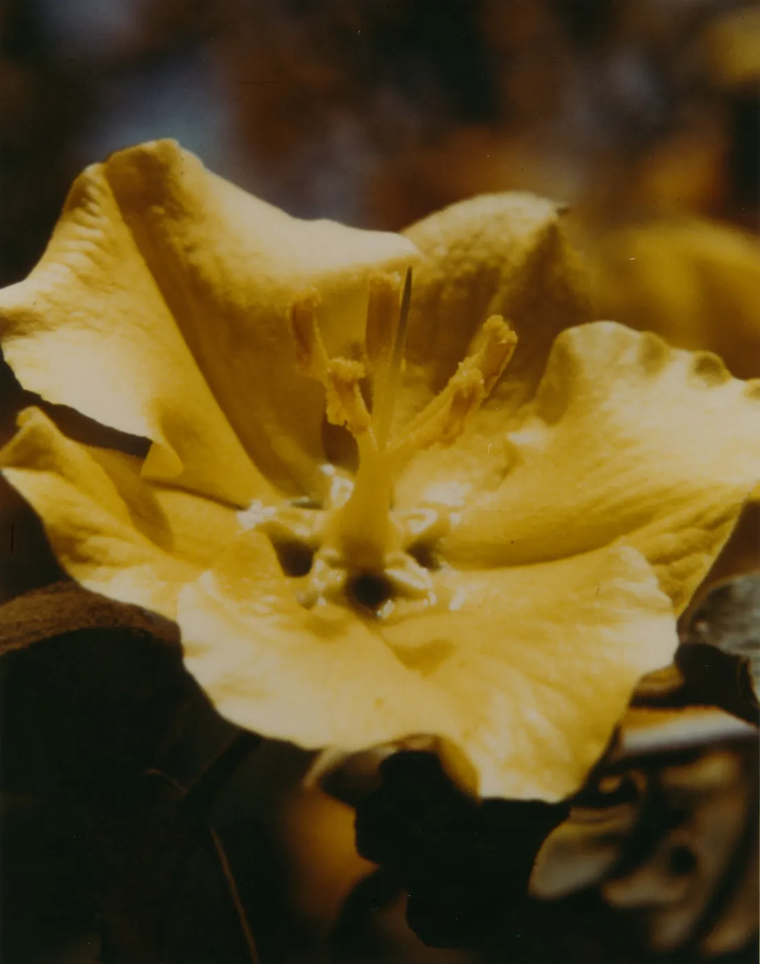 Fremontodendron 'California Glory'