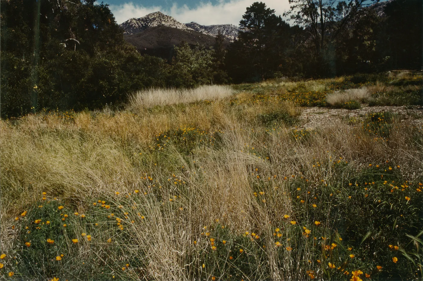 Meadow 1984