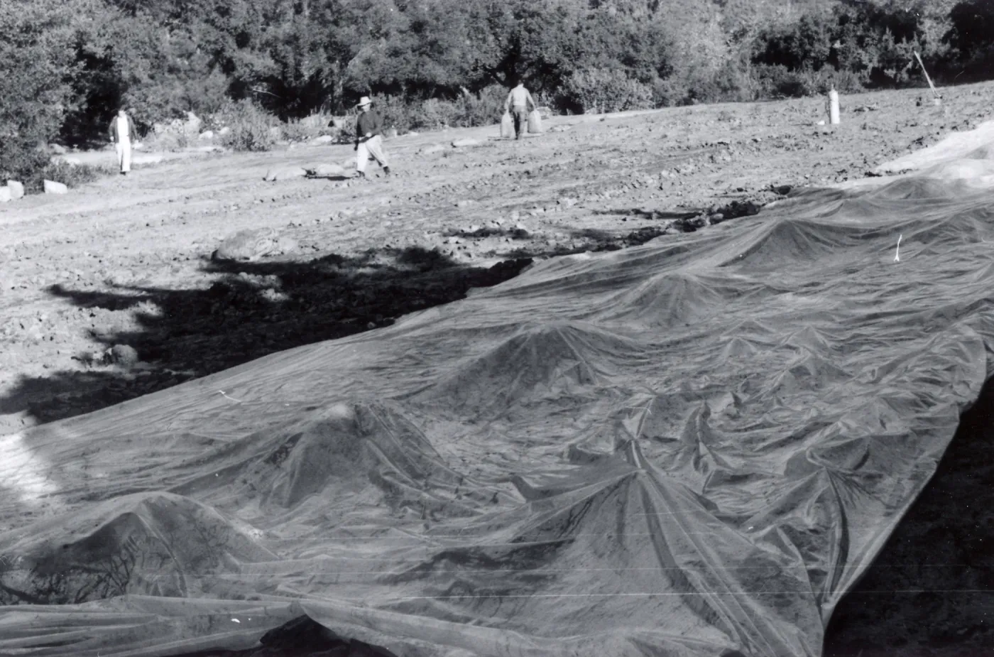 Miscellaneous Ground Work, members of the grounds crew spread a plastic tarp and weight down its edges preparatory to releasing Methyl Bromide gas beneath it, Fall, 1954