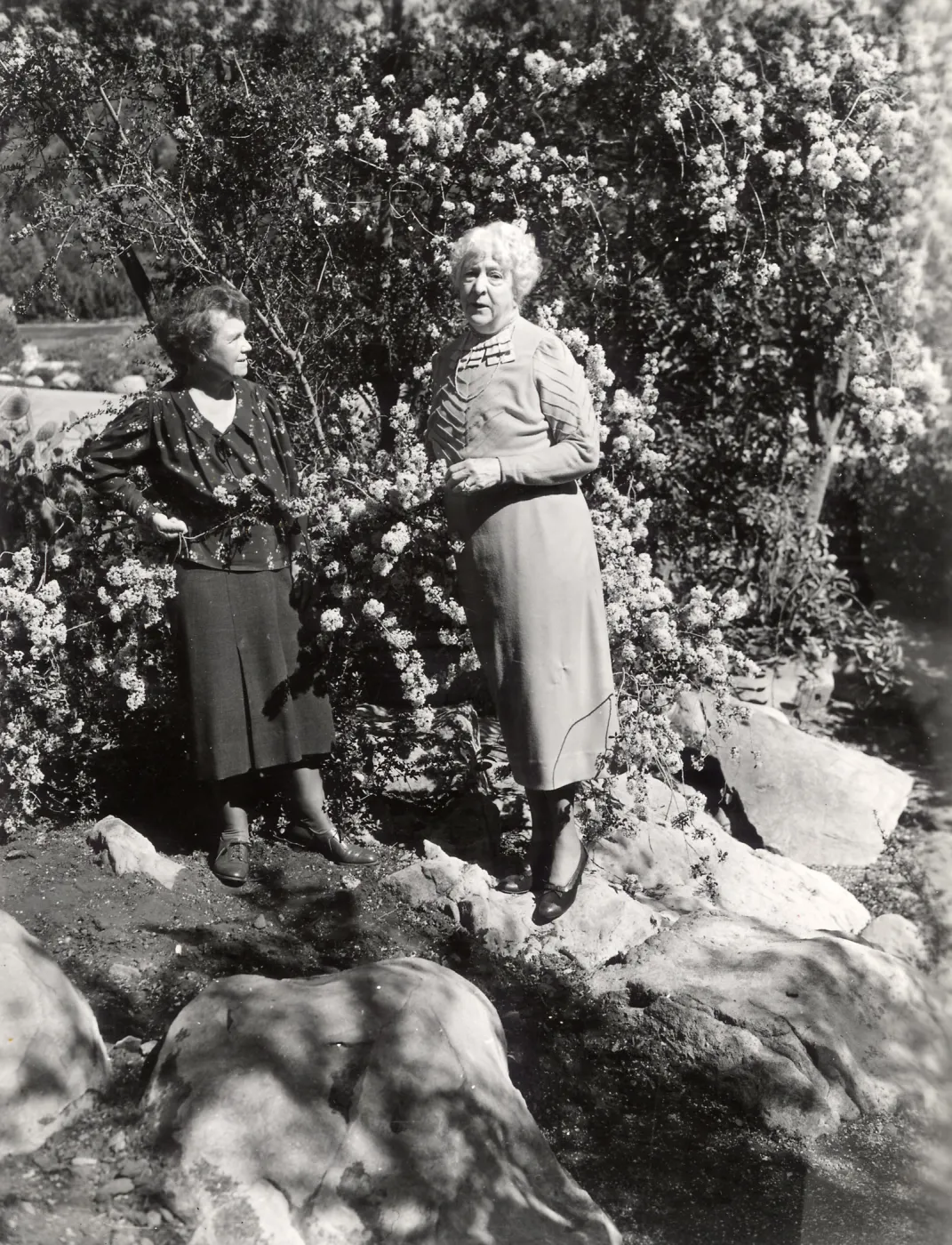 Board Members: Ceanothus megacarpus, 1st to bloom in Garden; â€œOpening of C. Seasonâ€