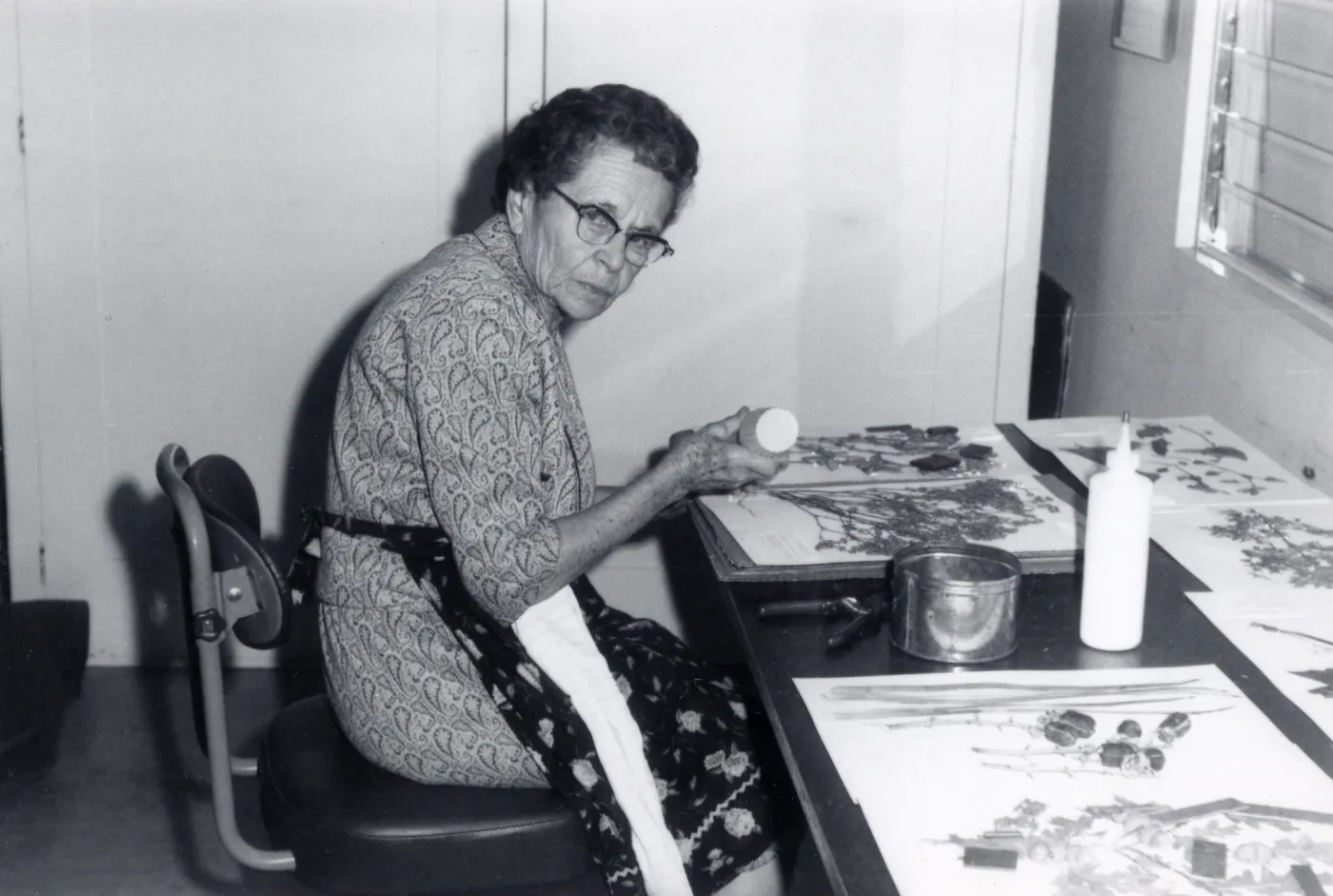 Louisa Long : Volunteer, Herbarium Associate, 1962-1975, mounting specimens