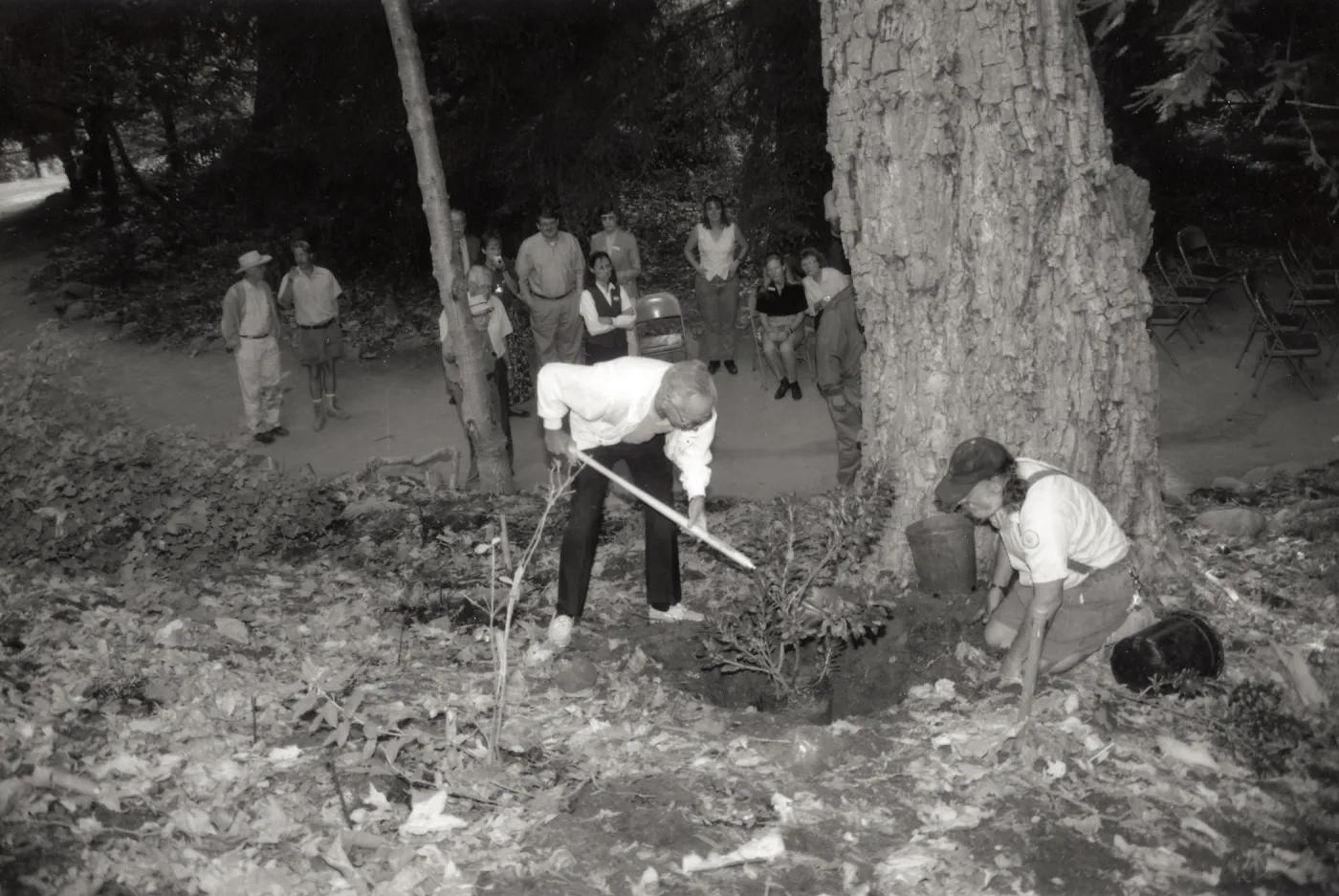 Men's Garden Club member helps plant a western azalea (Rhododendron occidentale) as an addition to the Redwood Slope project.