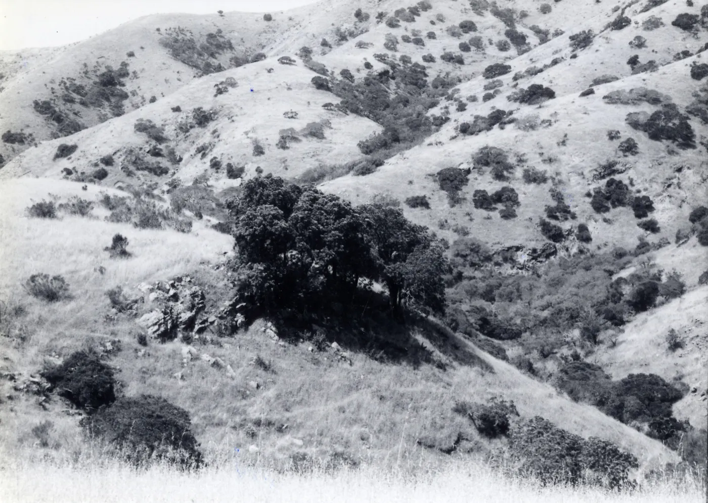 Lyonothamnus floribundus, near Alameda, Santa Cruz Island