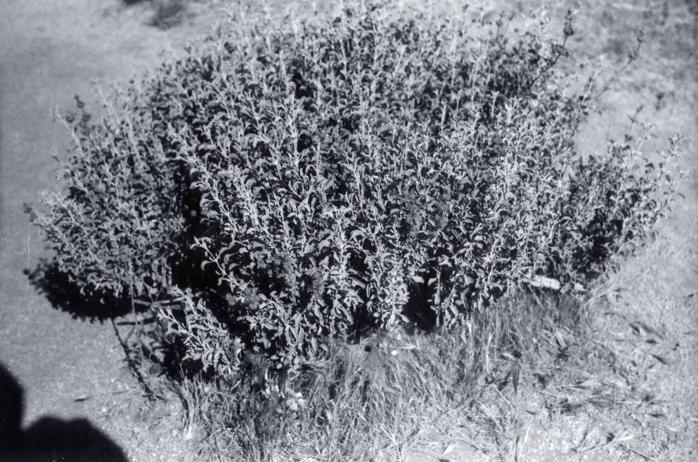 Black and white photograph of bush.