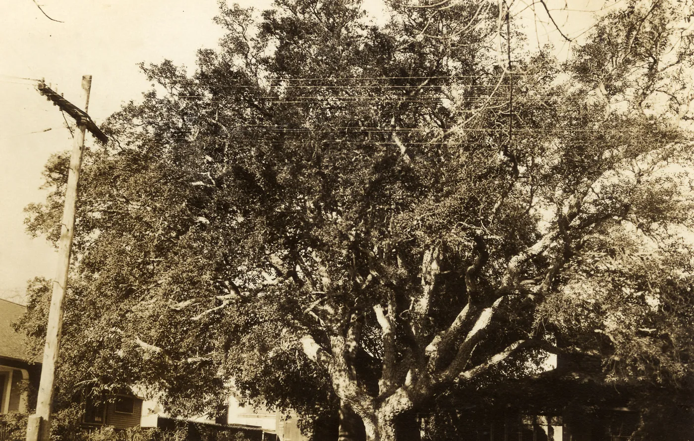 Black and white photograph of tree behind telephone pole and lines.