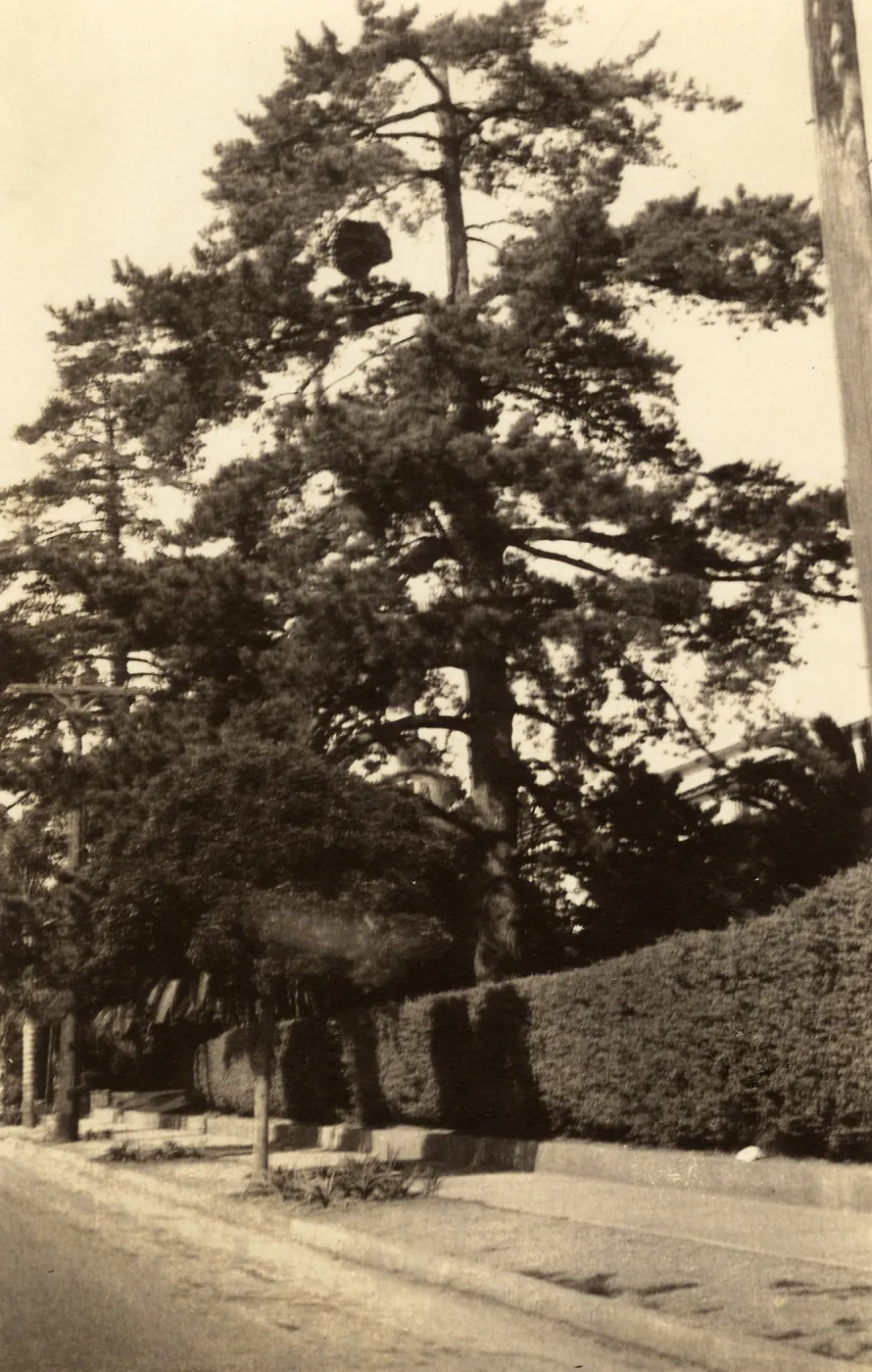 Black and white photograph of tall tree on roadside.