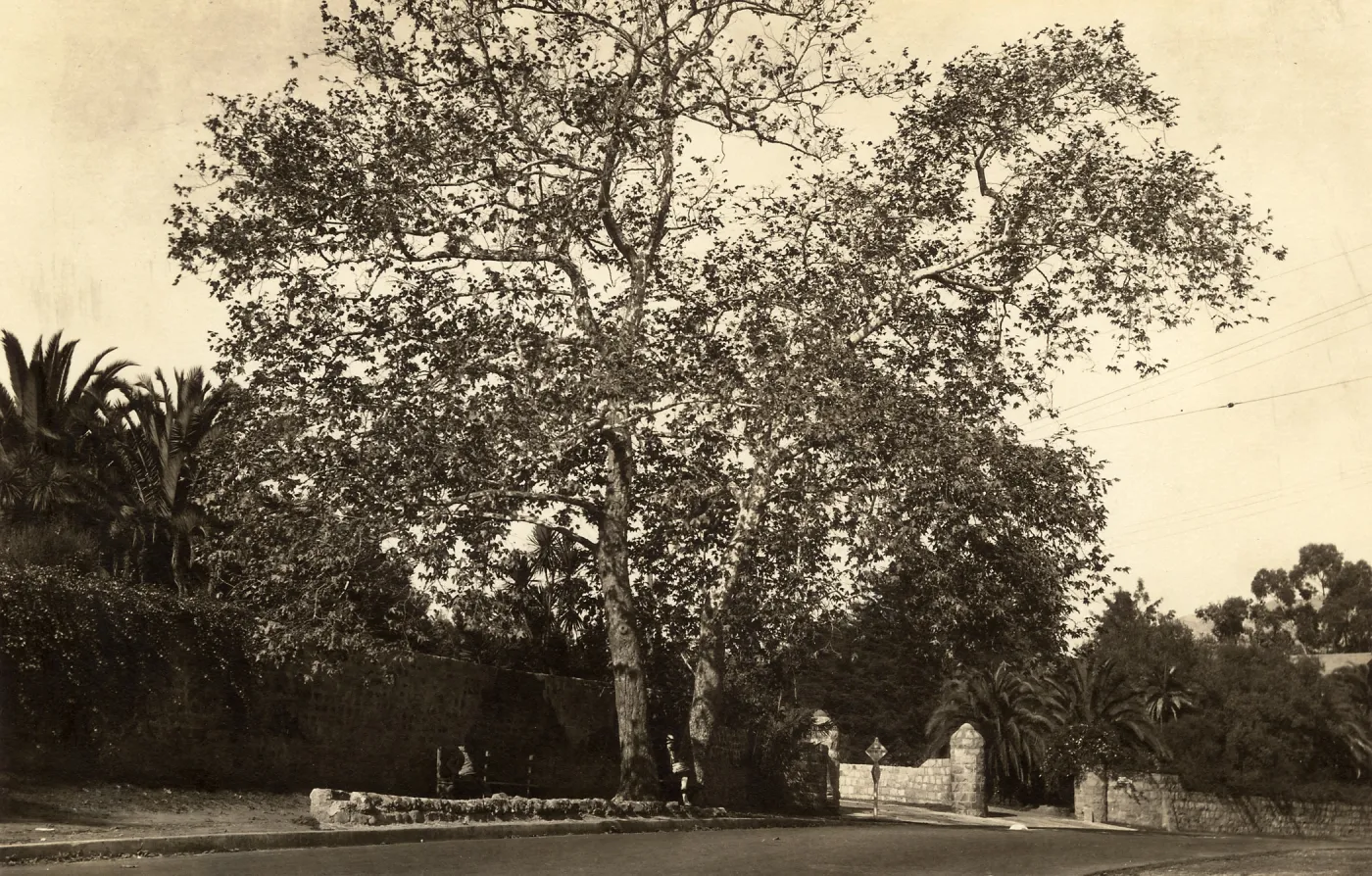 Black and white photograph of large tree in front of hedge next to road.