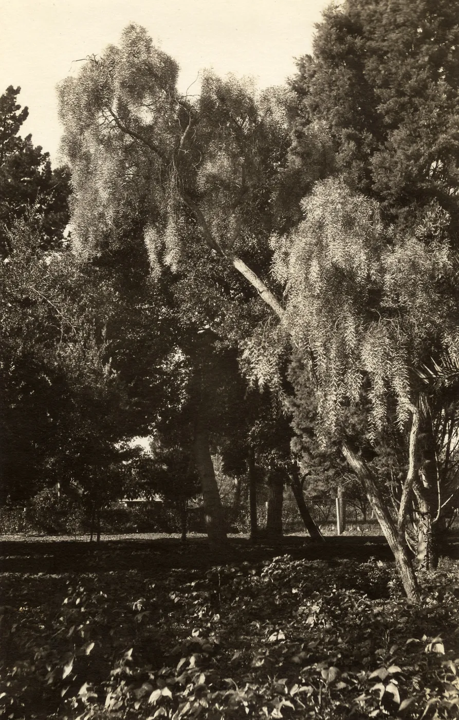 Black and white photograph of trees.