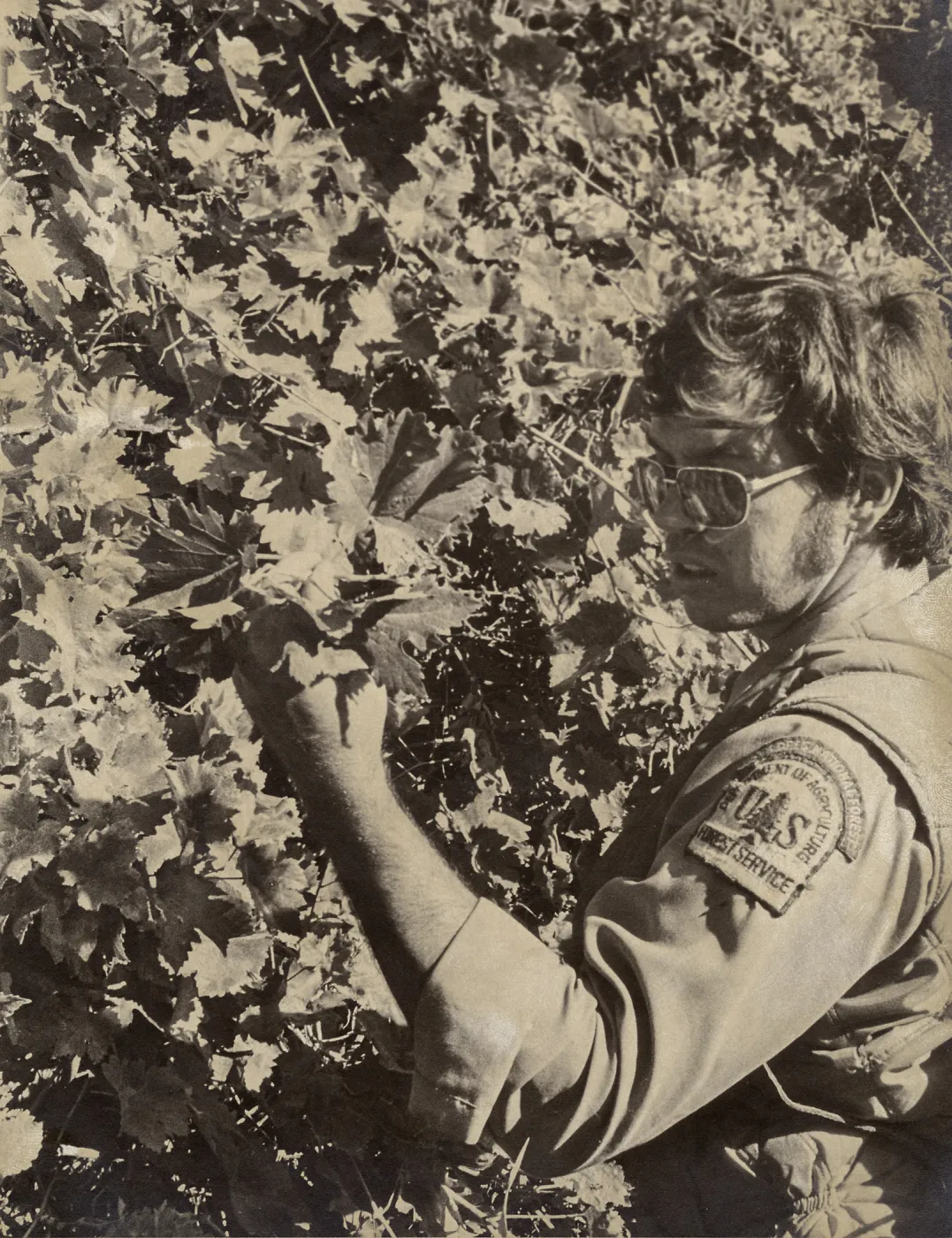 Black and white photograph of a man examining a wild grapevine.
