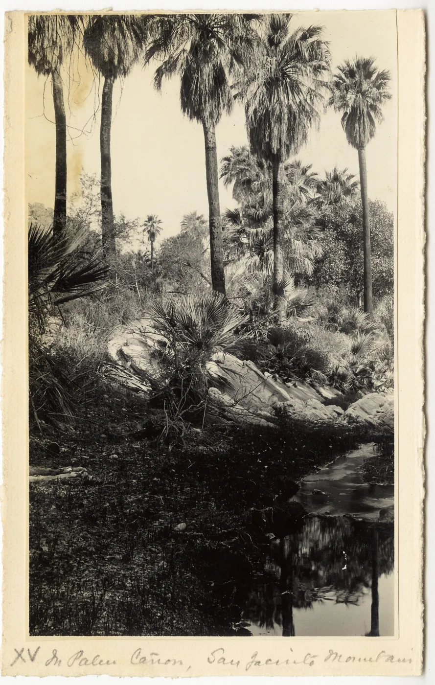 Black and white photograph of palm trees and natural landscapes along trail. 