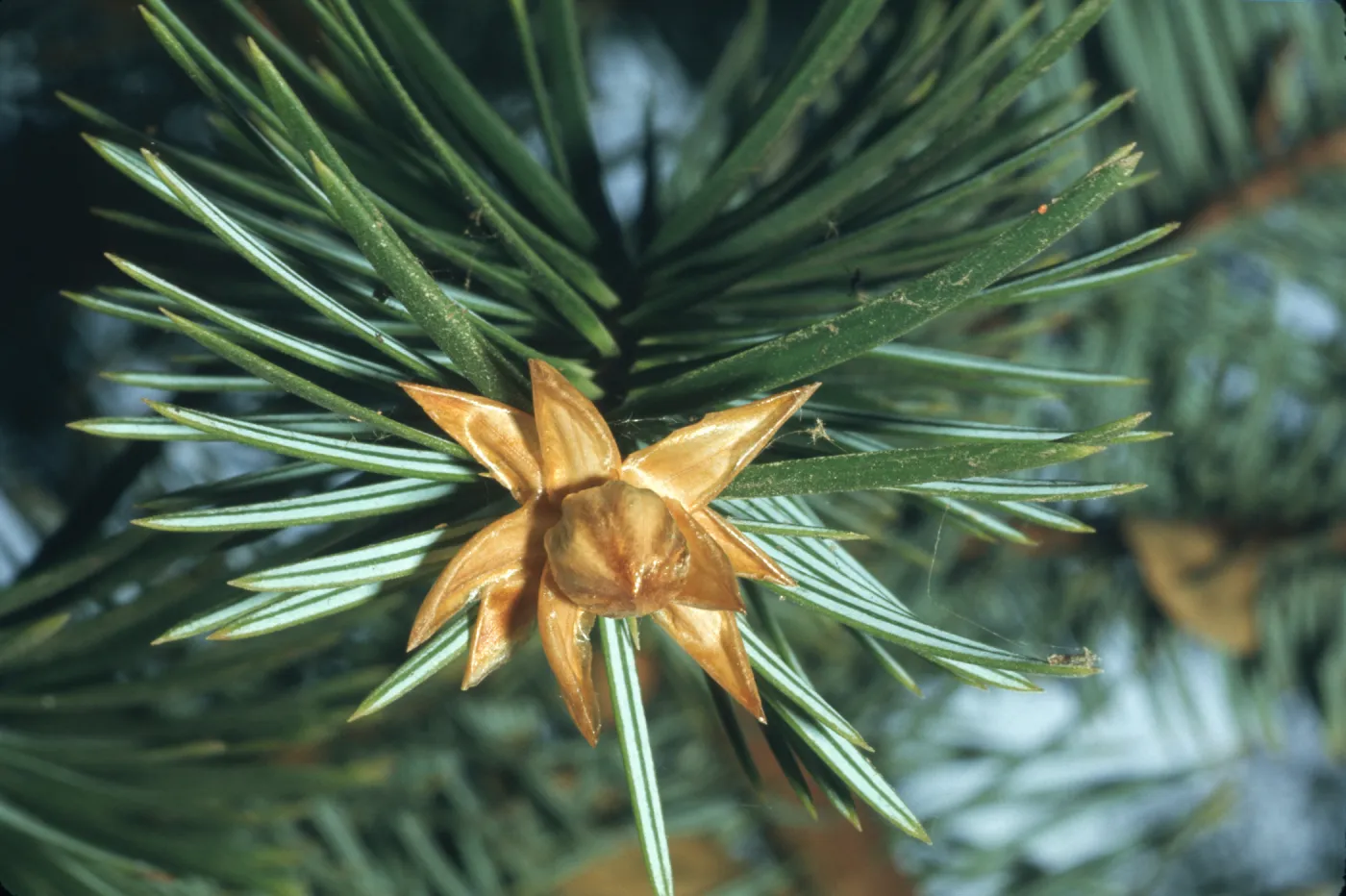 Abies bracteata, terminal bud