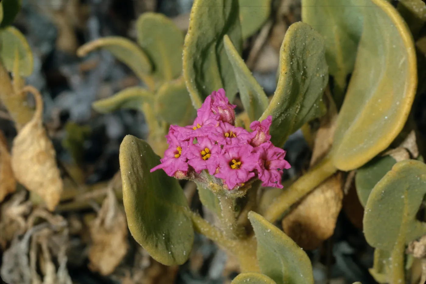 Abronia maritima
