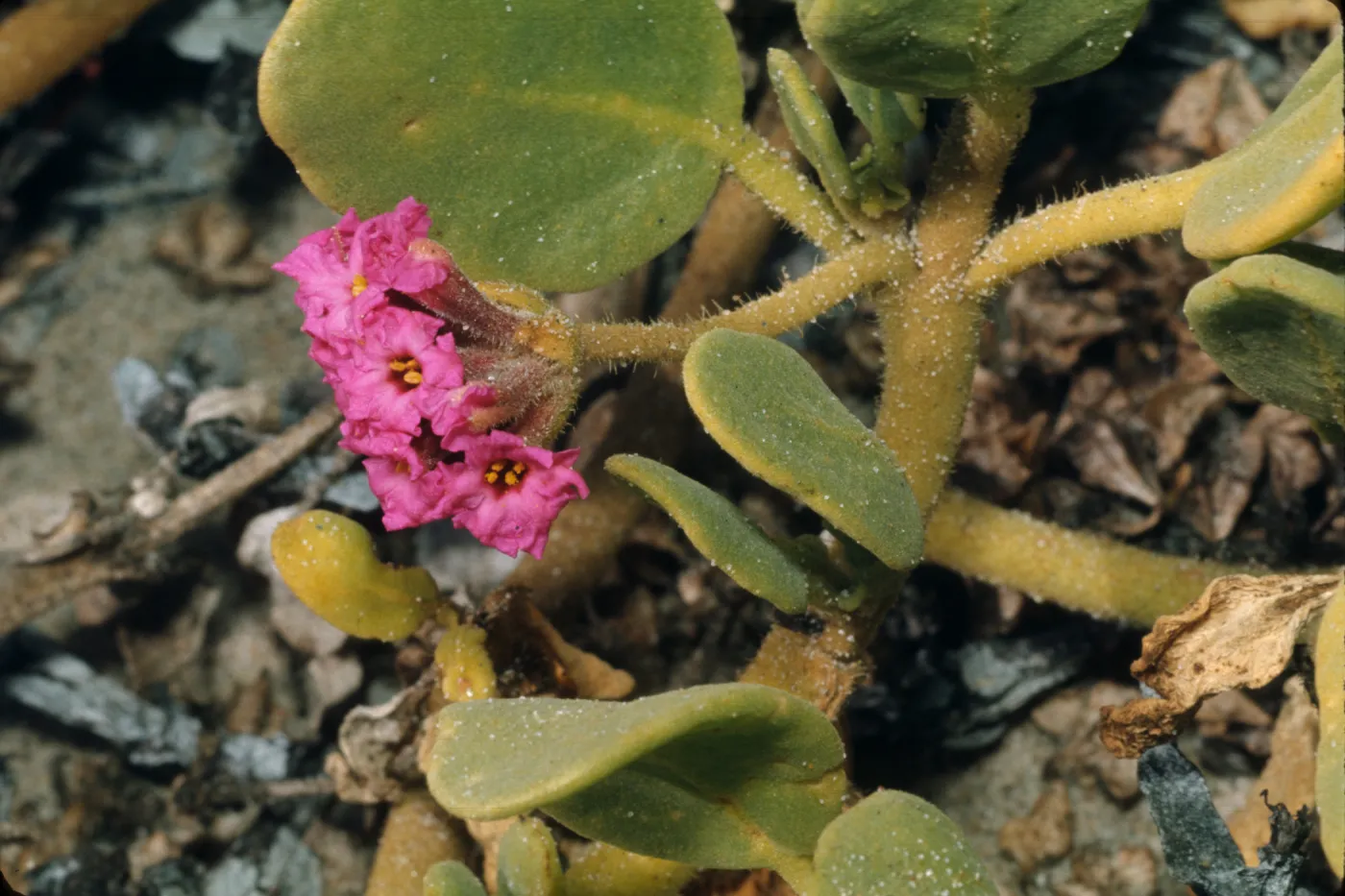 Abronia maritima