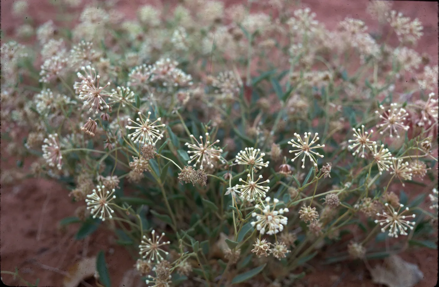 Abronia elliptica