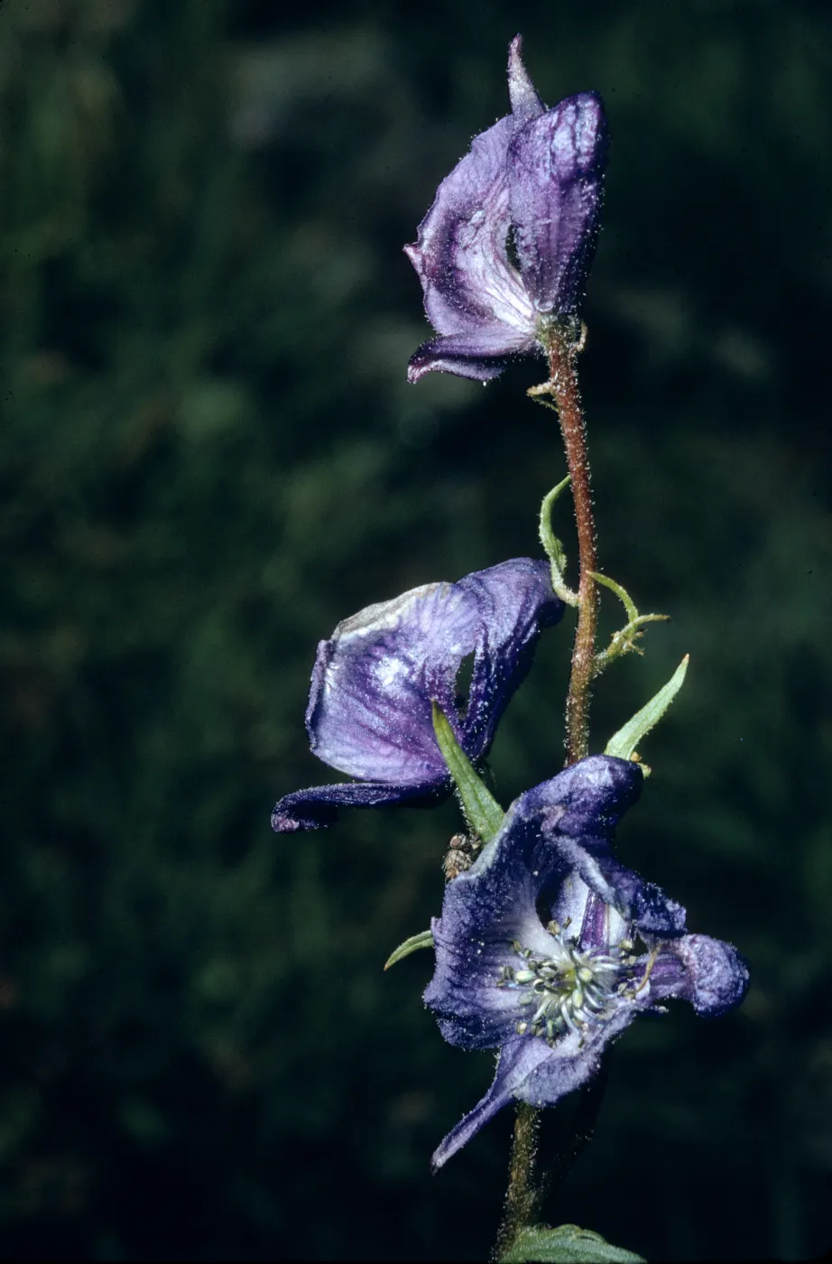 Aconitum columbianum