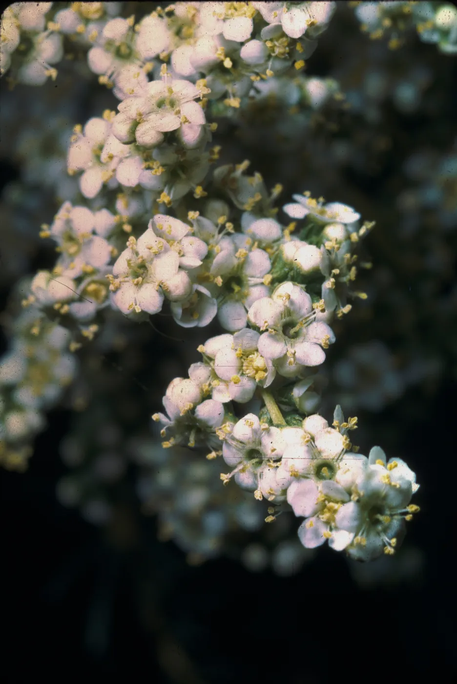 Adenostoma fasciculatum
