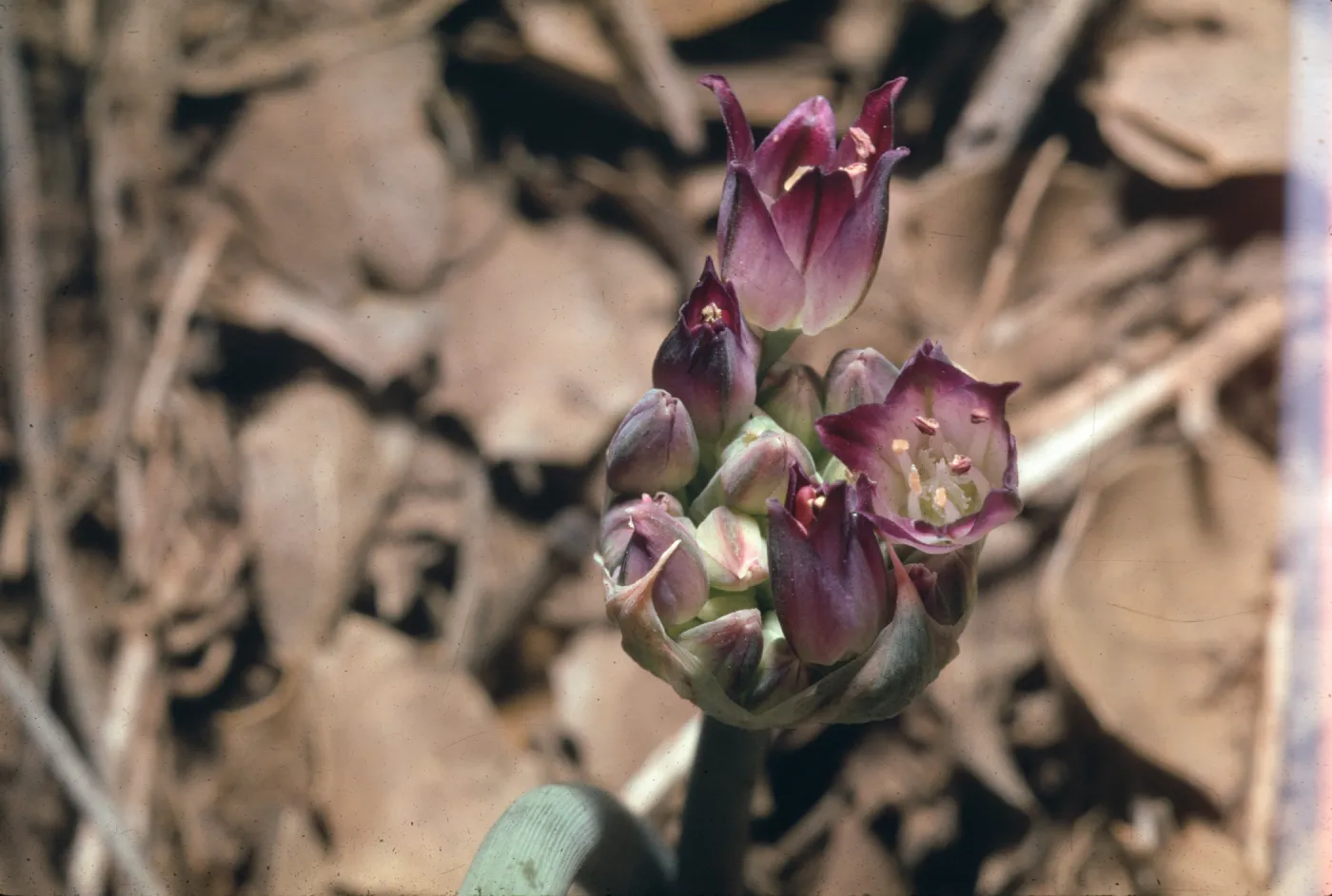 Allium, buds and flowers emerging from inflorescence