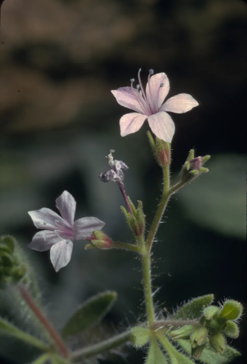 Allophyllum glutinosum