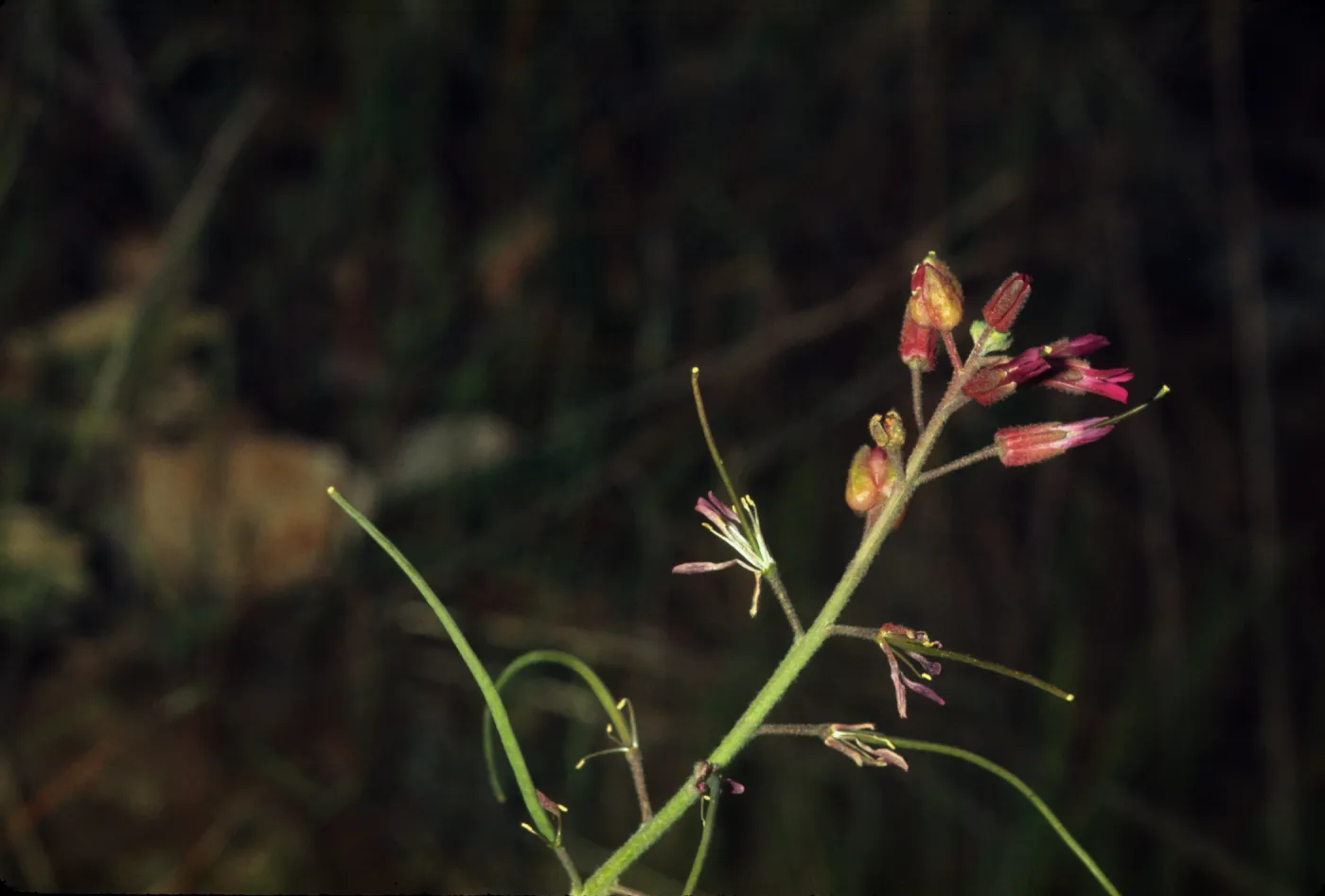 Arabis sparsiflora var. californica
