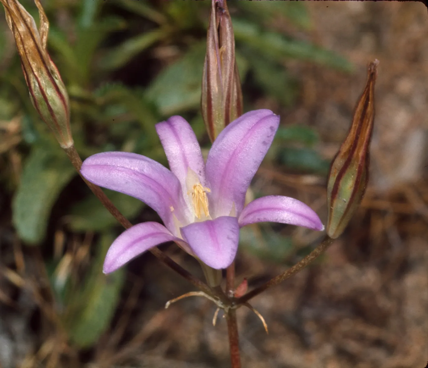 Brodiaea elegans