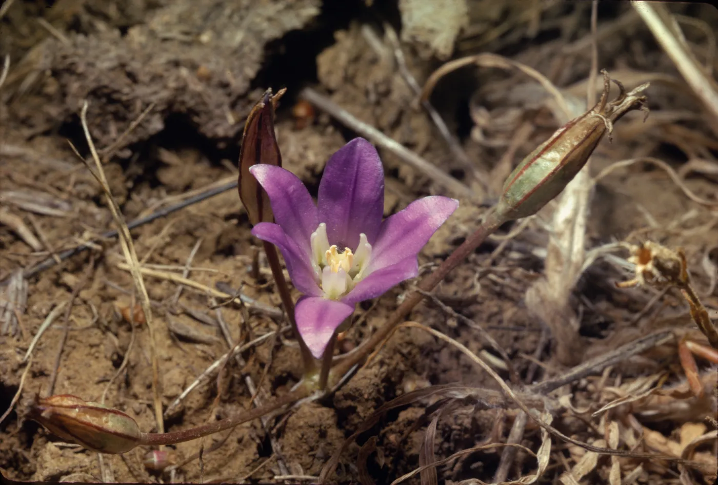 Brodiaea jolonensis