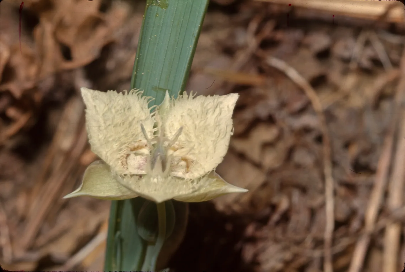 Calochortus coeruleus var. westonii