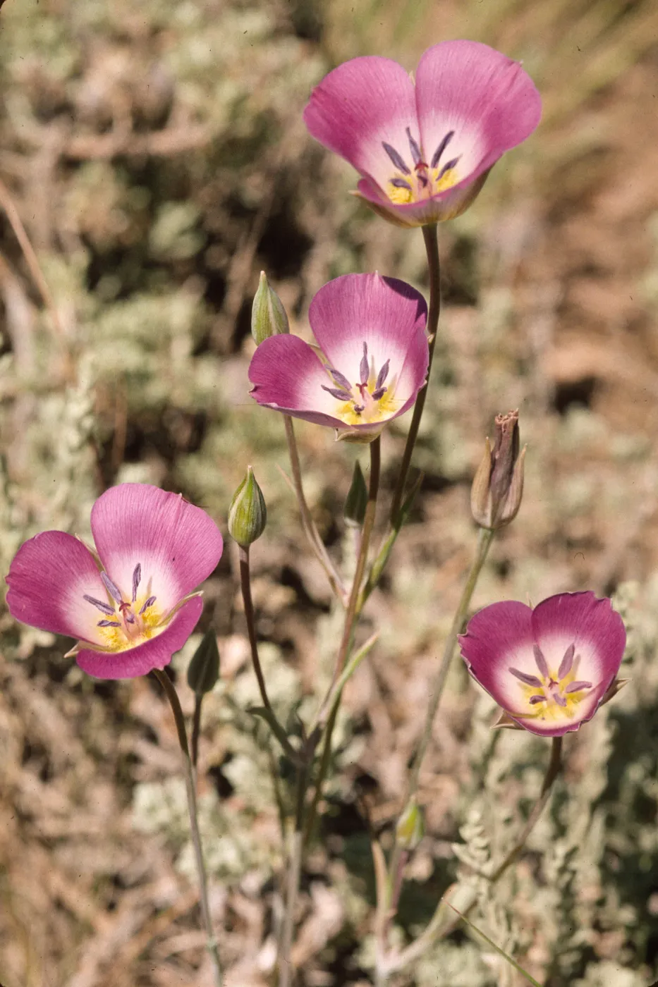 Calochortus splendens 