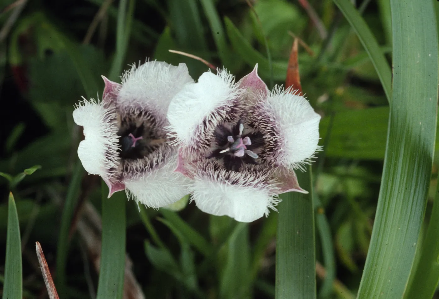 Calochortus tolmiei