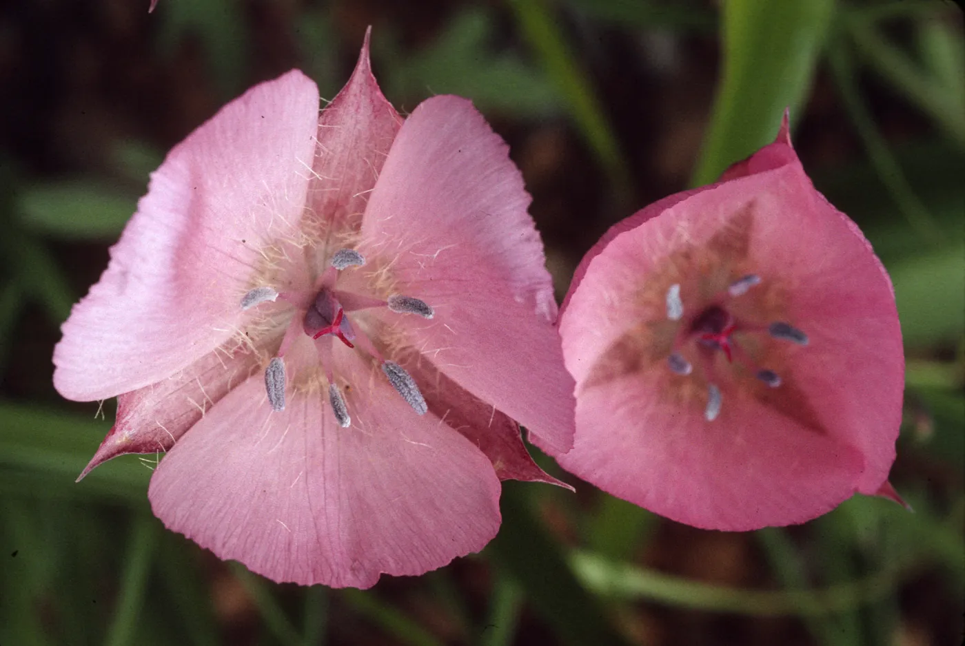 Calochortus uniflorus 