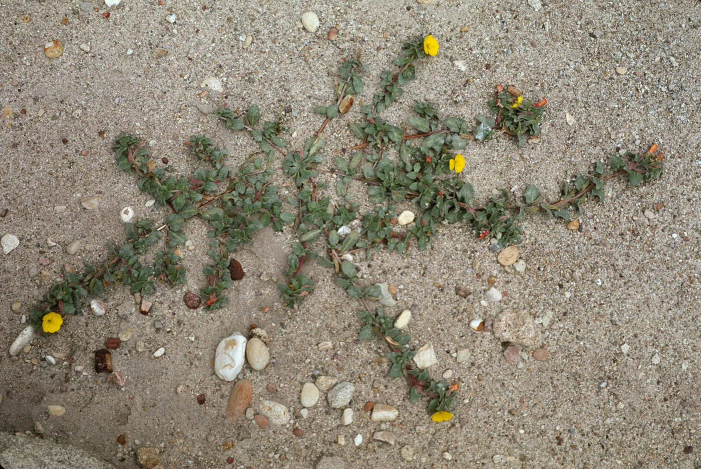 Camissonia cheiranthifolia 