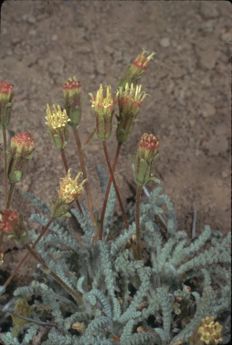 Chaenactis santolinoides
