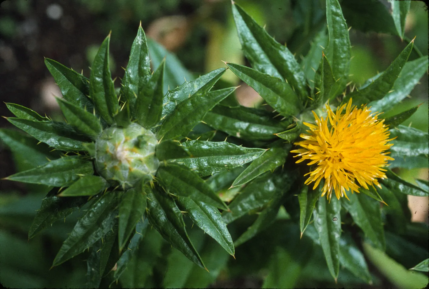 Carthamus tinctorius 