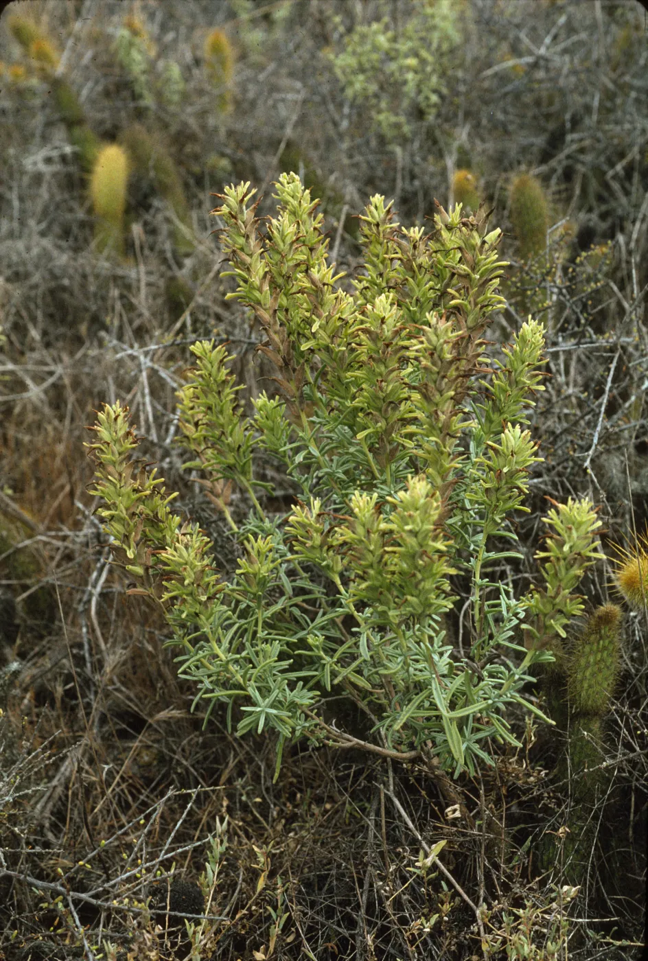 Castilleja grisea 