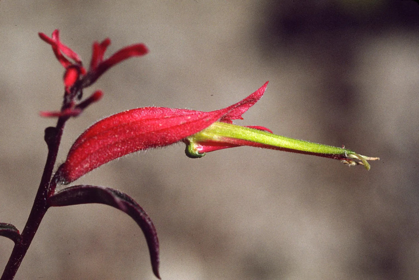 Castilleja linariifolia 
