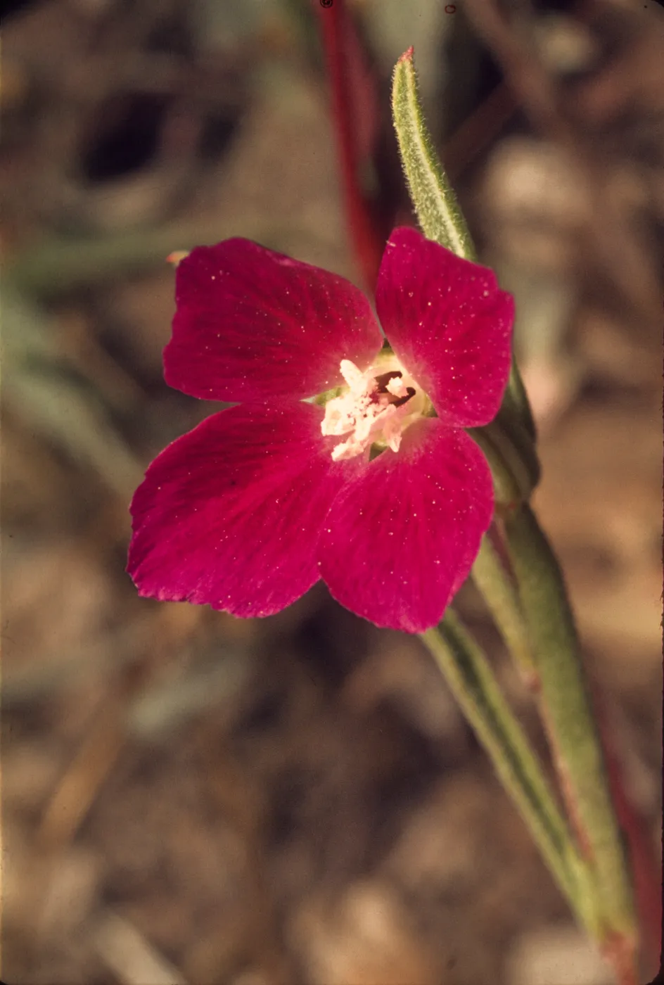 Clarkia purpurea ssp. quadrivulnera
