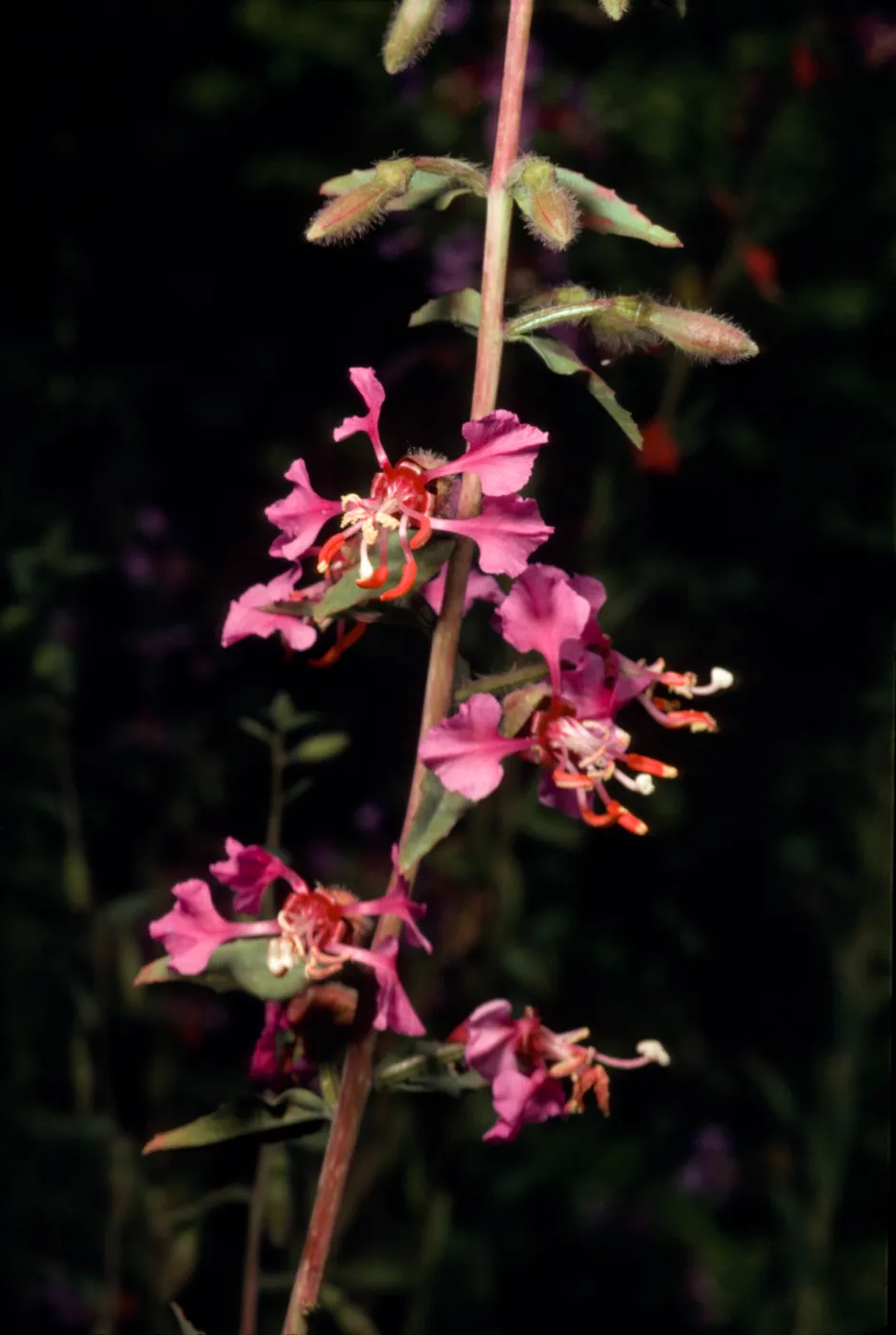 Clarkia unguiculata