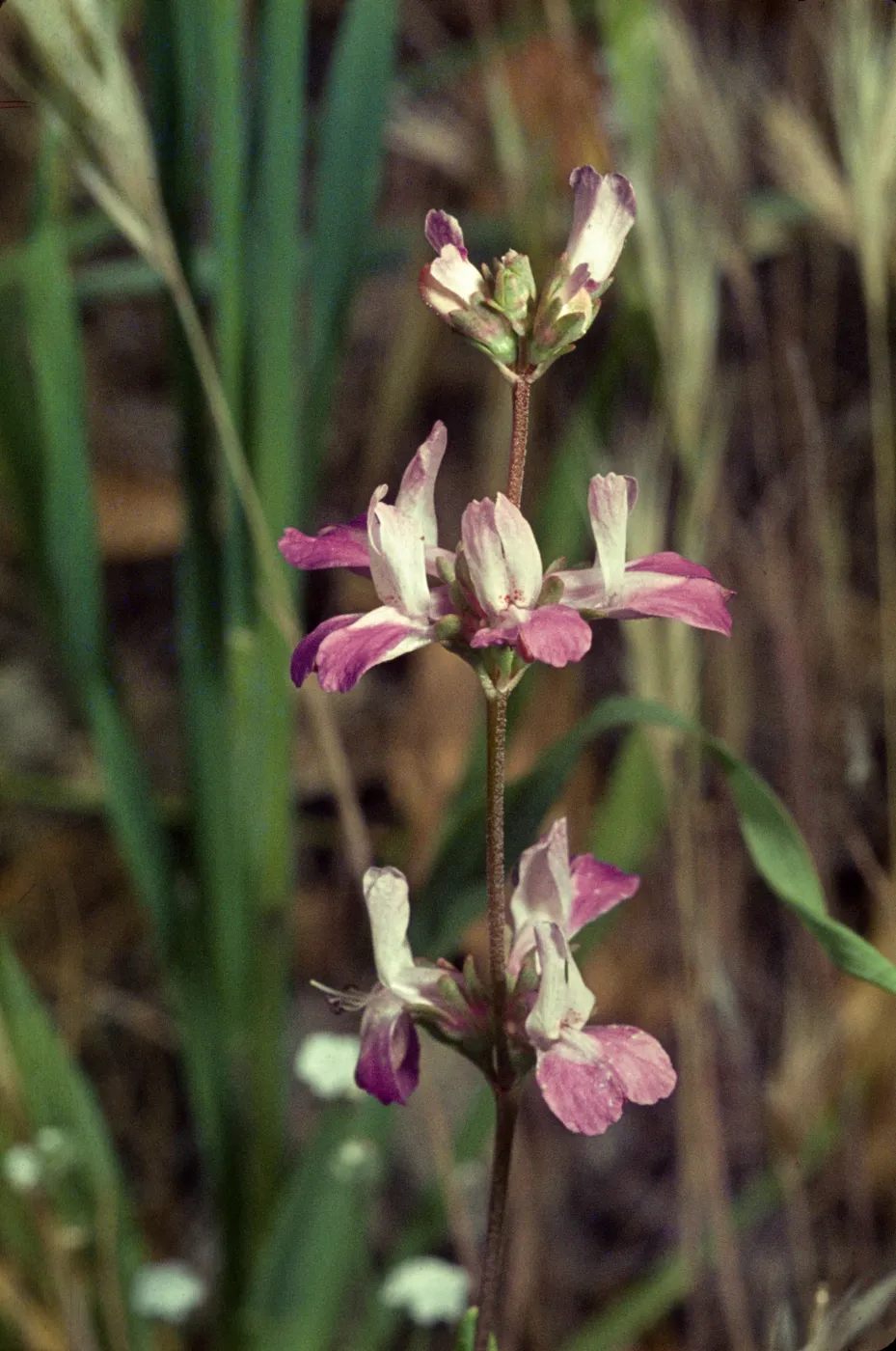 Collinsia childii