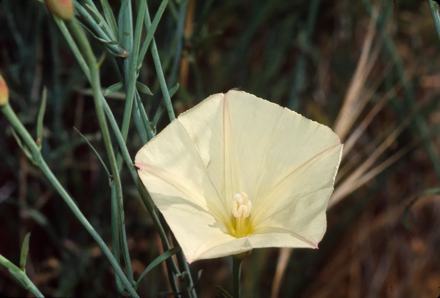 Convolvulus longipes