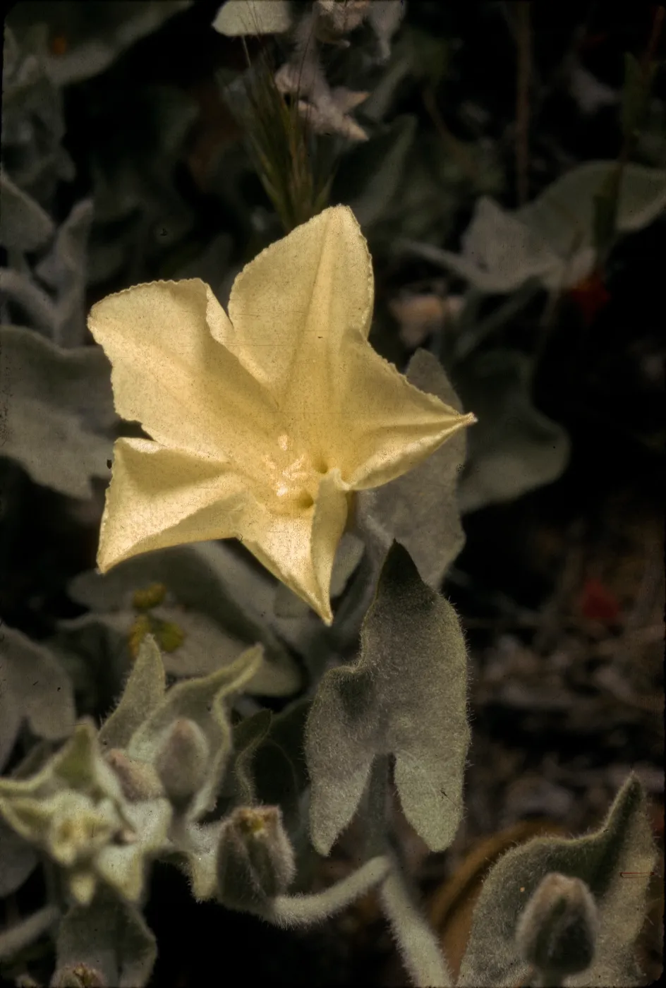 Convolvulus malacophyllus ssp. pedicellatus