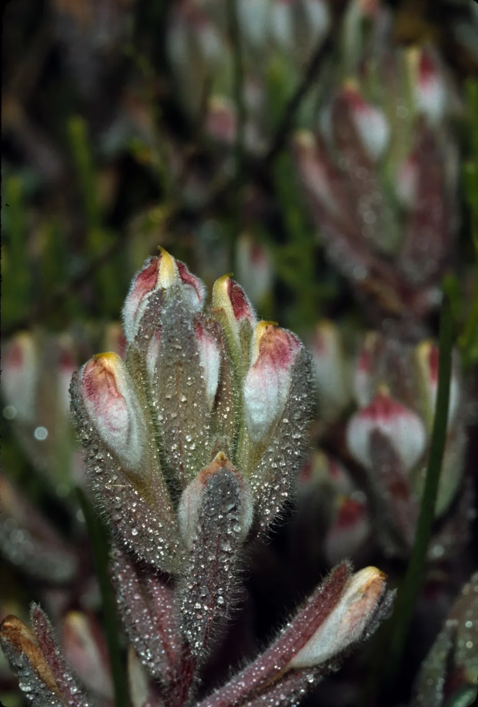 Cordylanthus maritimus