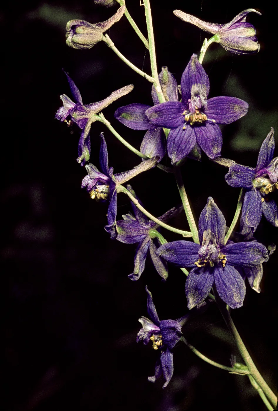 Delphinium umbraculorum